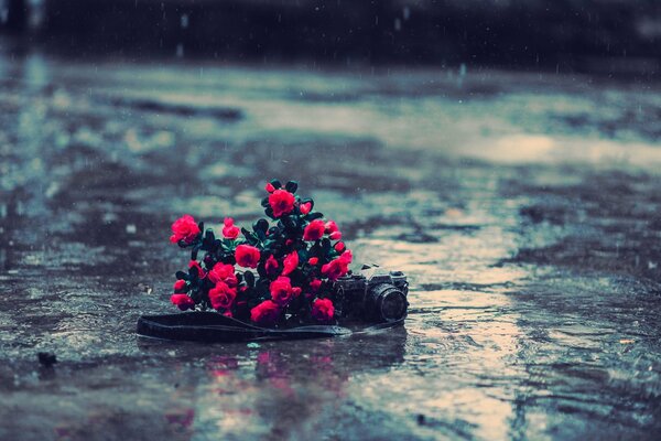 Rote Rosen auf dem Asphalt im Regen