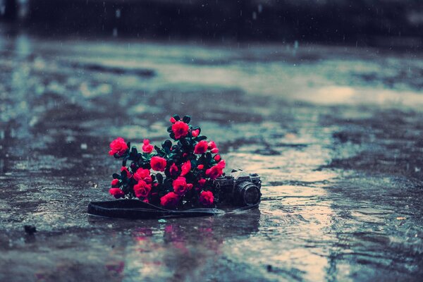 Red roses on the asphalt in the rain