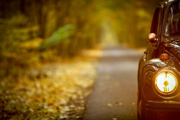 Un largo camino en el bosque de otoño