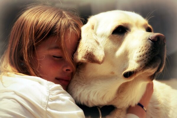 A girl hugs a white labrador