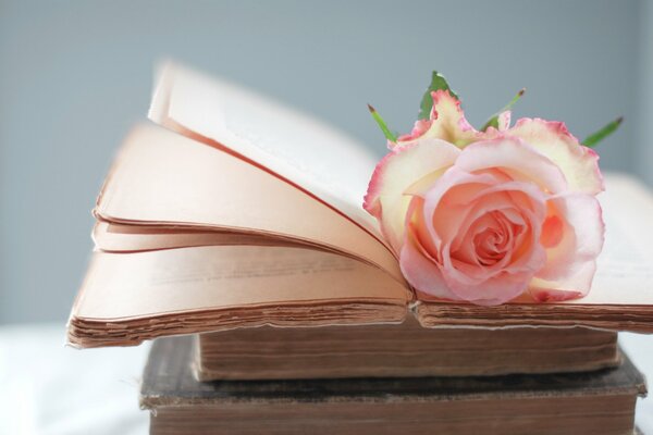 Eine Rose, die auf einem geöffneten Buch liegt