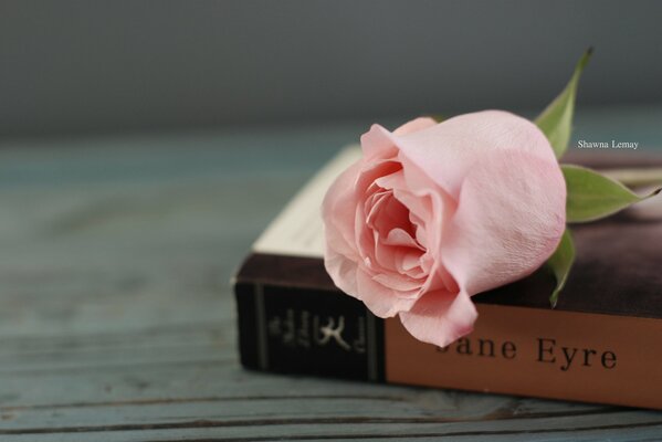 Pink Rose and Anna s diary