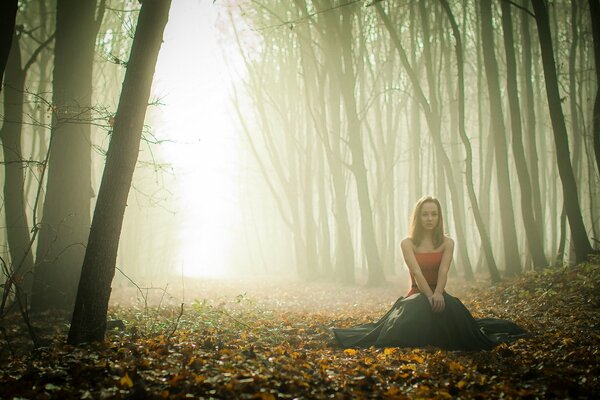 Niebla en el bosque de otoño