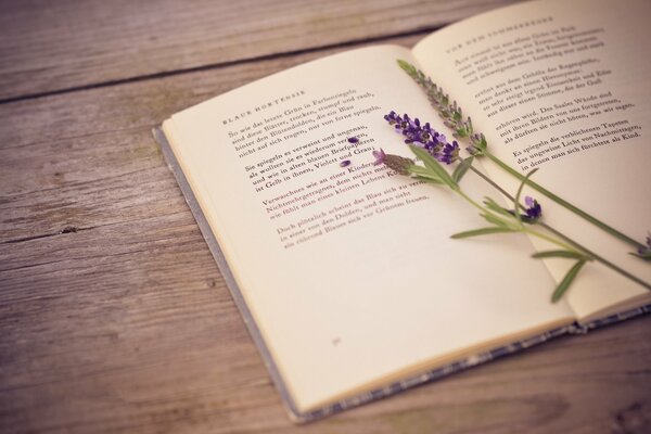 A sprig of lavender lies on a book of poems