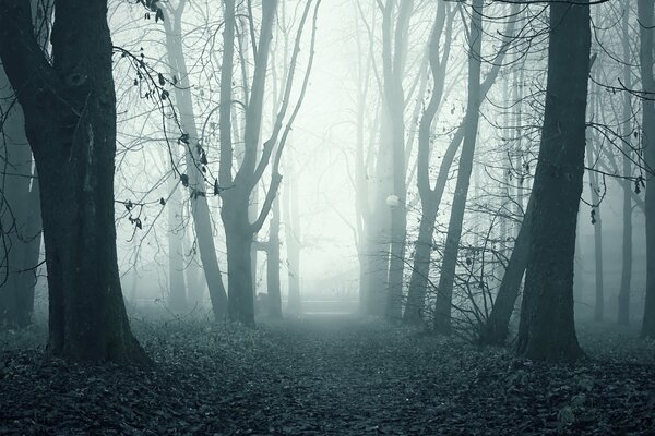 Foggy morning dark forest