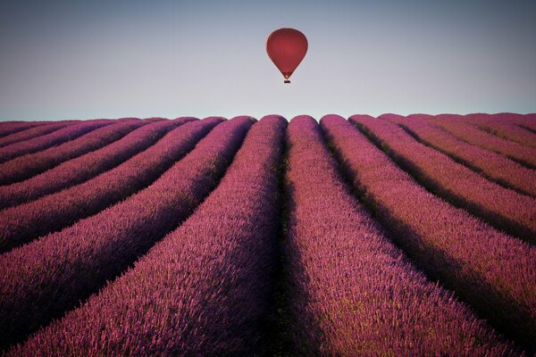 A balloon on a lavender field