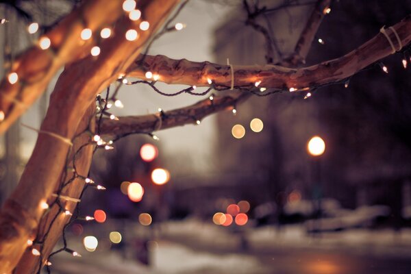 Lumières sur l arbre le soir