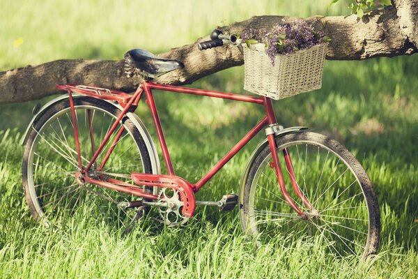 Fahrrad mit Fliederkorb