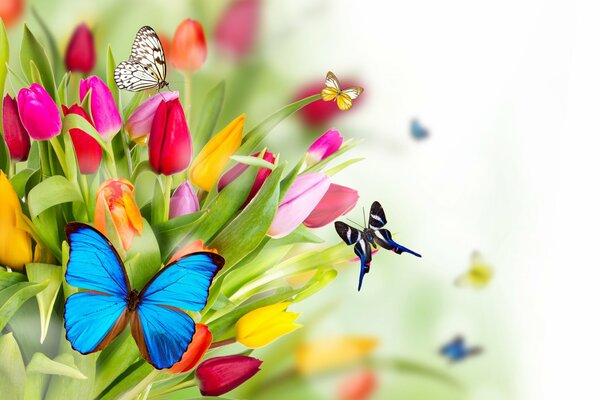 Butterflies fly over a bouquet of tulips