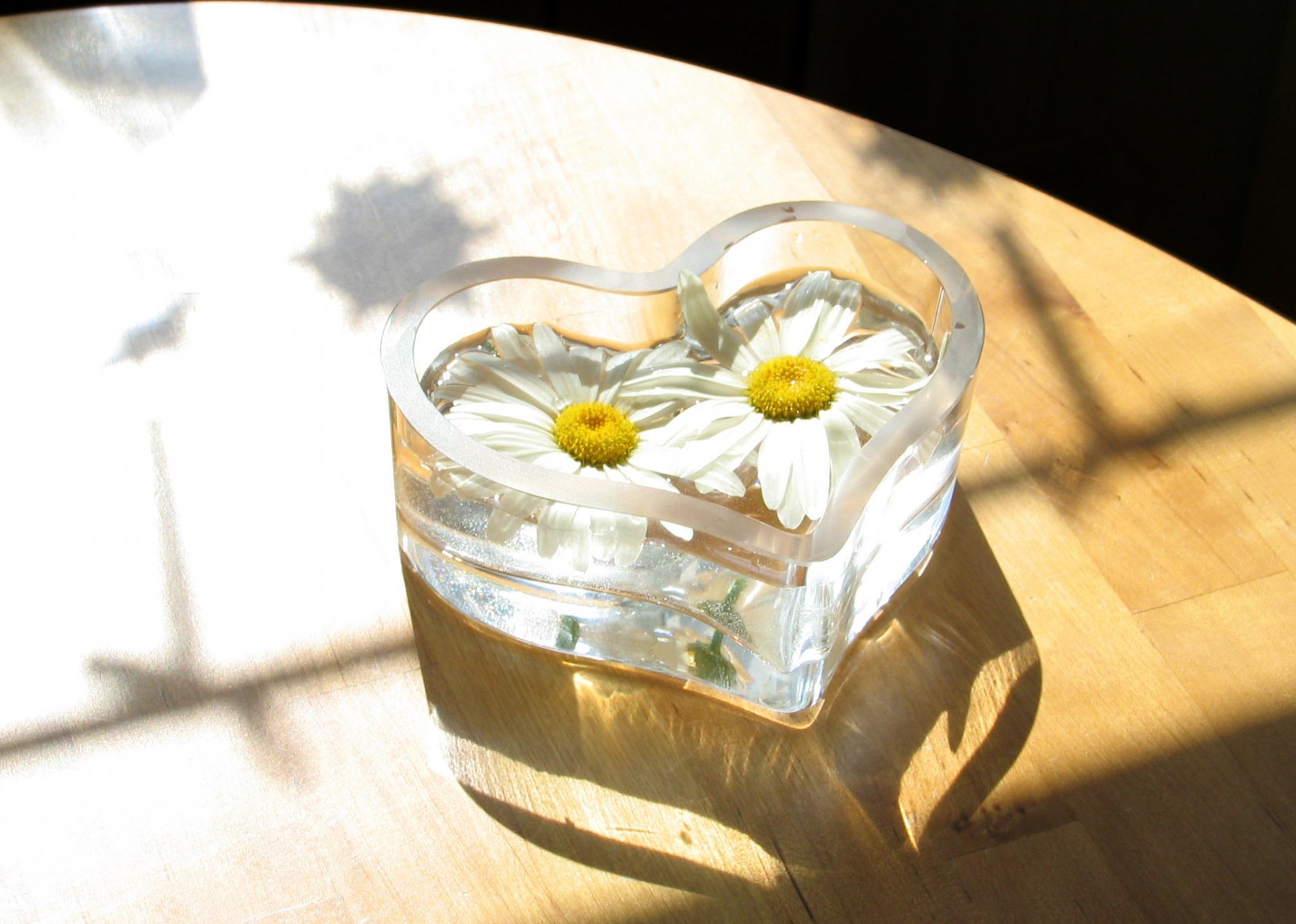 fond plancher parquet vase verre forme coeur fleurs couple blanc marguerites