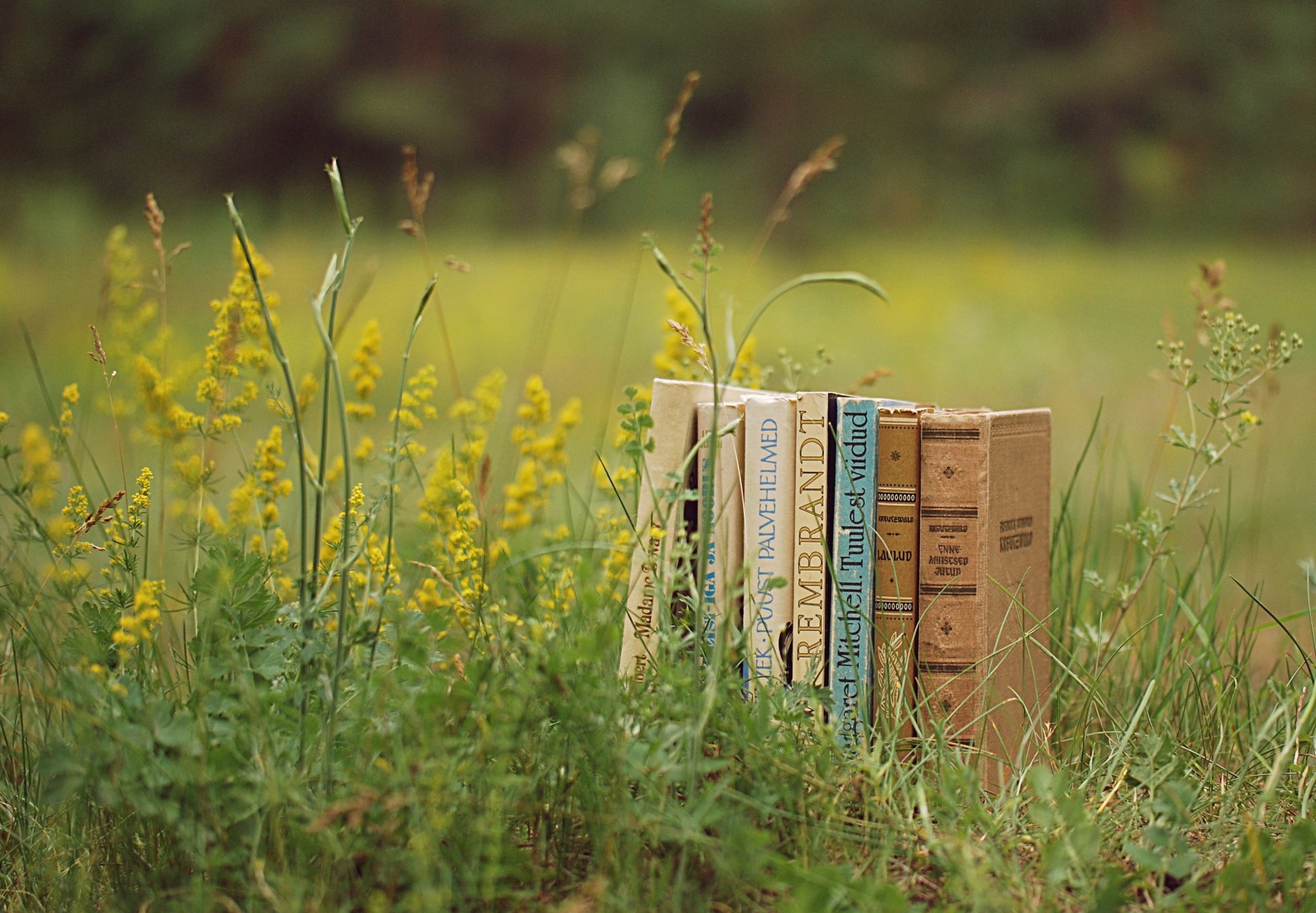 books field grass green plants summer nature reading mood