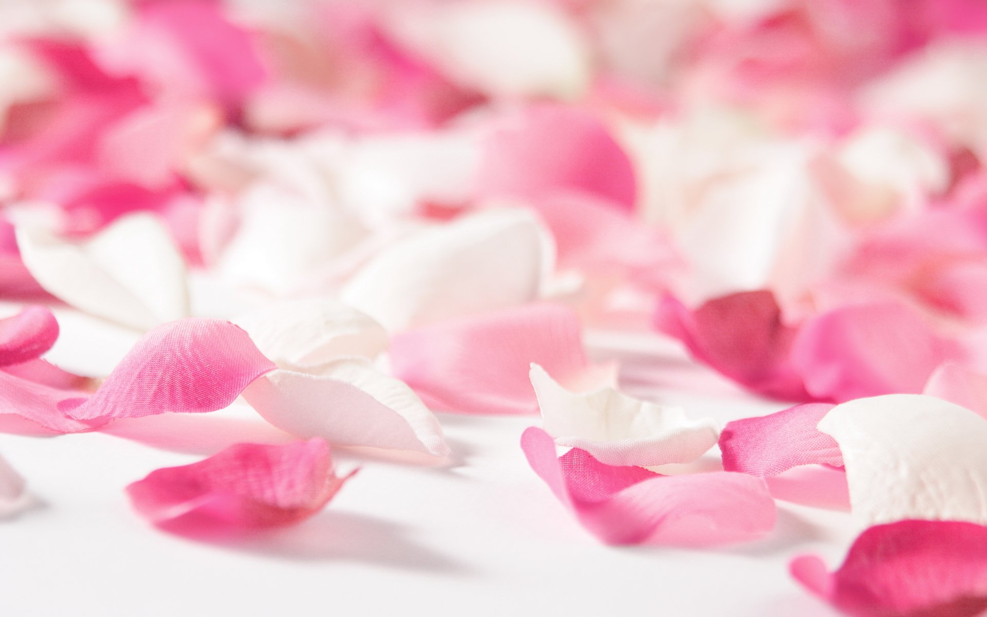 estado de ánimo flores rosa pétalos de rosa rosa rojo amor