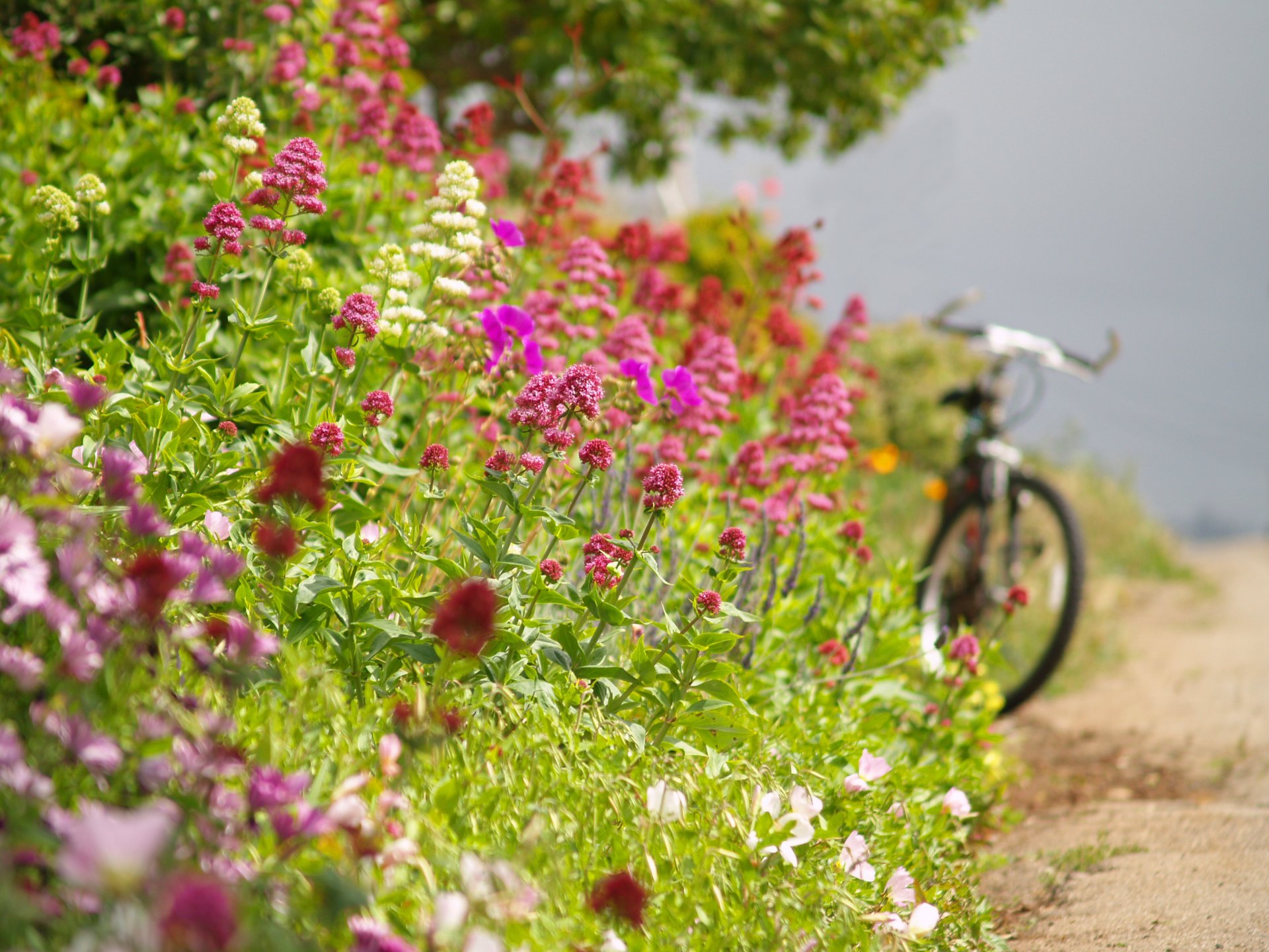 verano camino borde de la carretera flores bicicleta