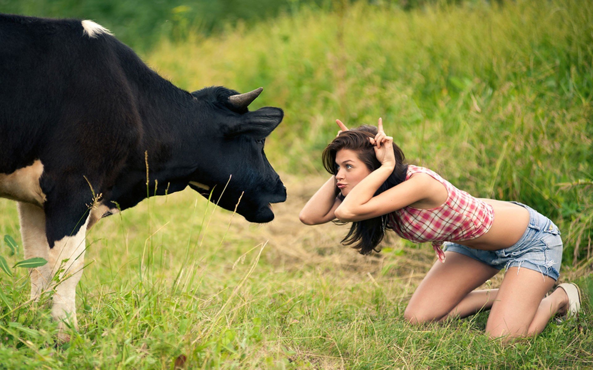 vache fille prairie imbécile