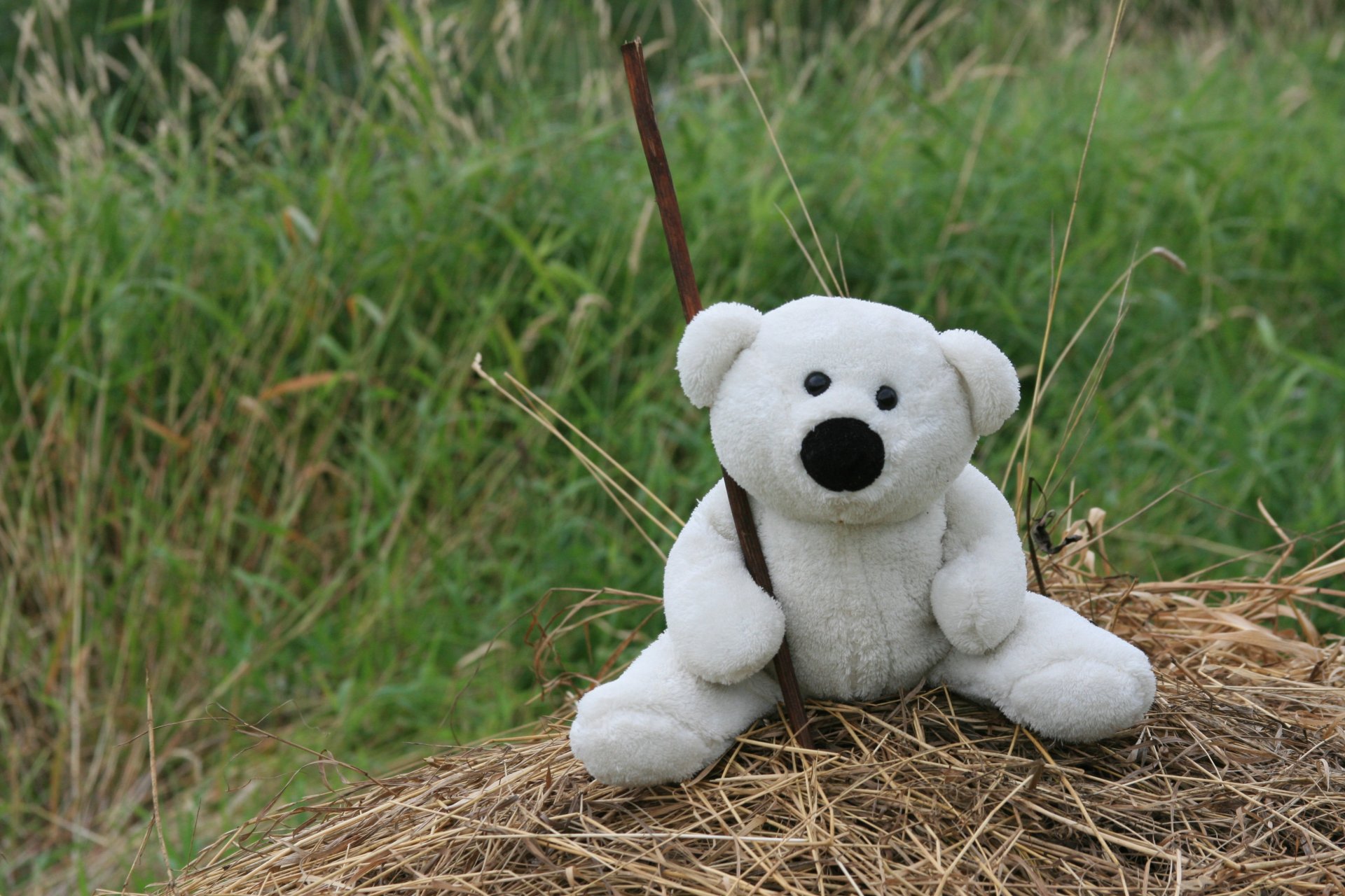 mood teddy bear white toys walk grass hay