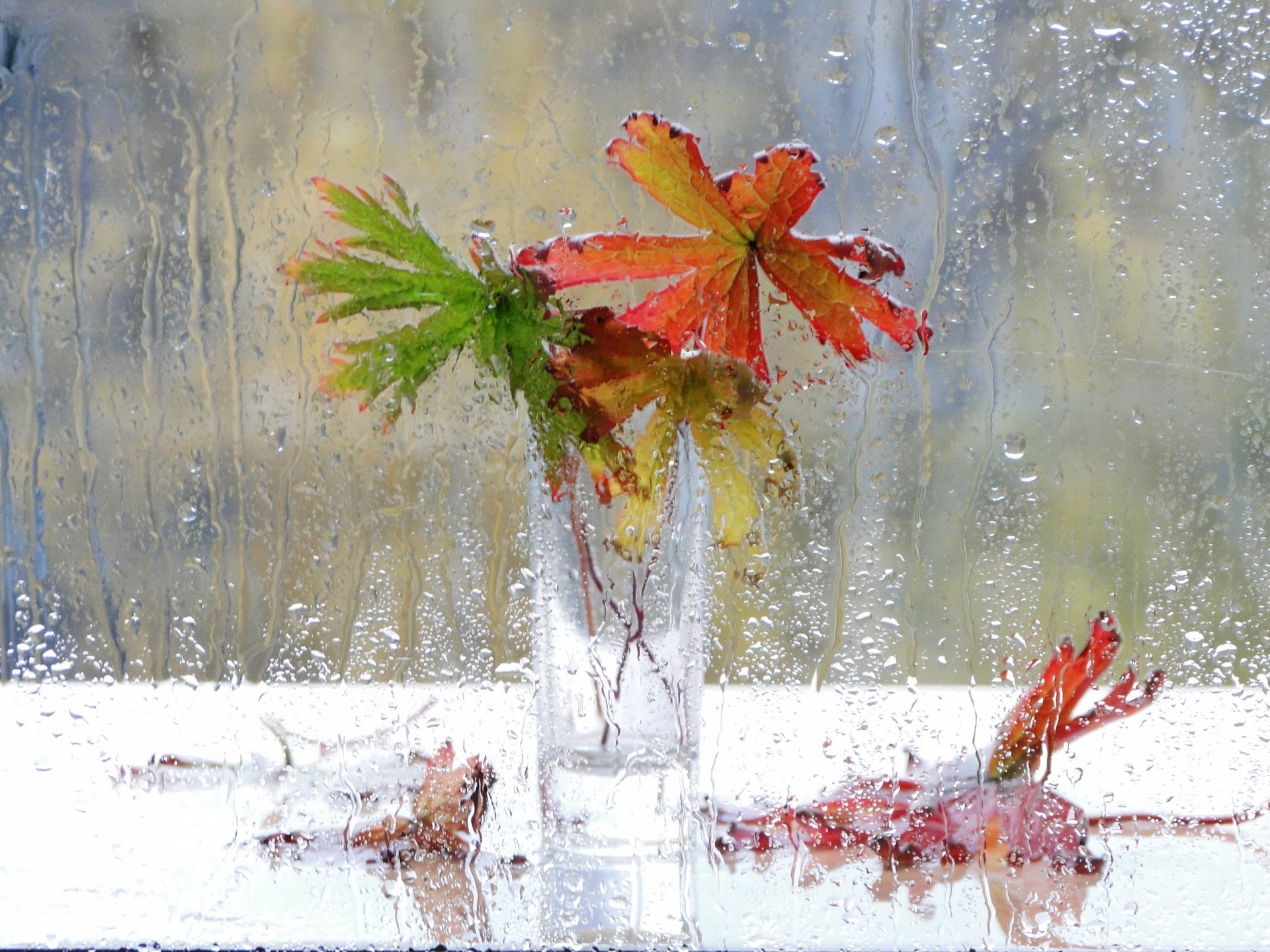 till life window rain drops flower vase