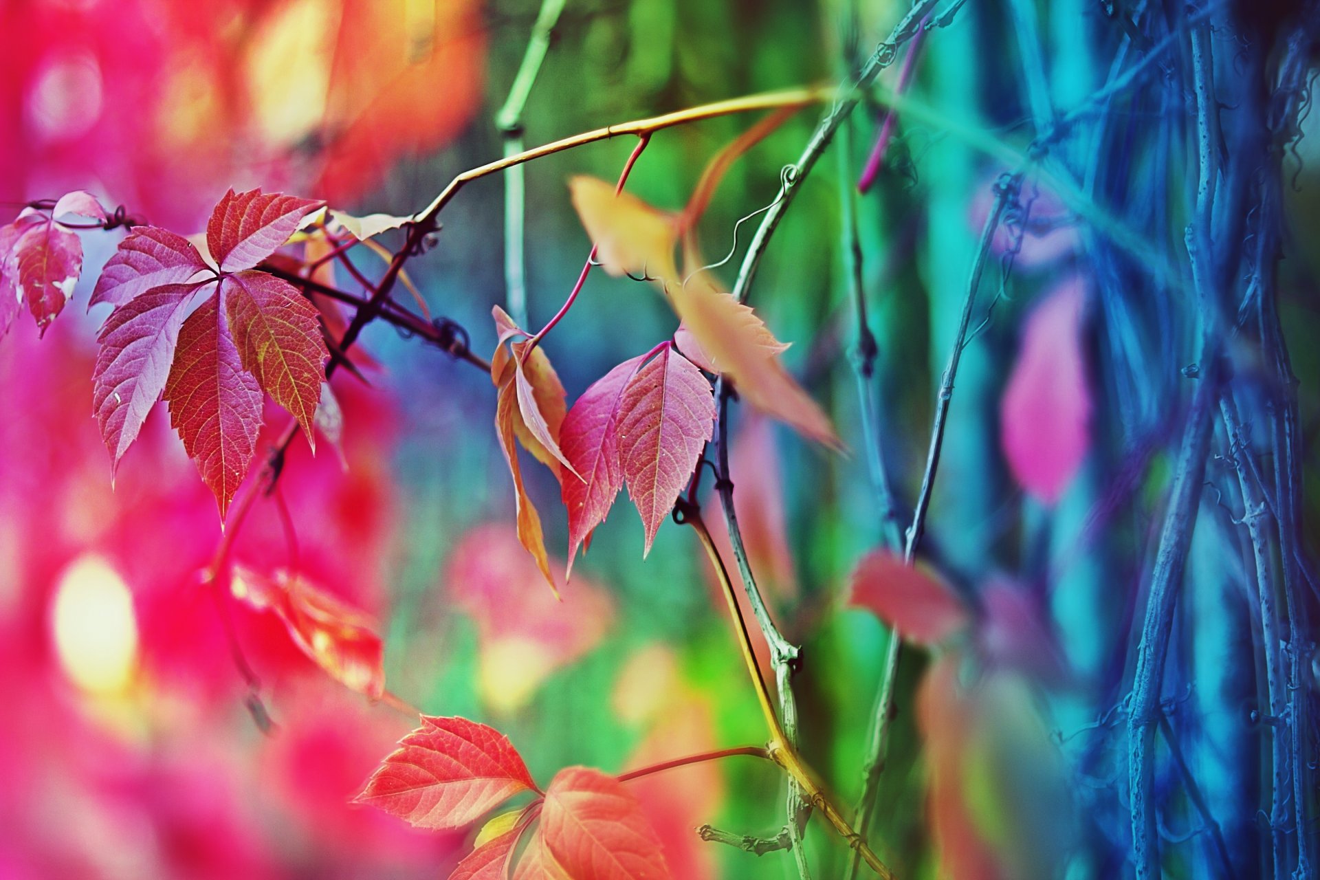 autumn mood tree fence flower