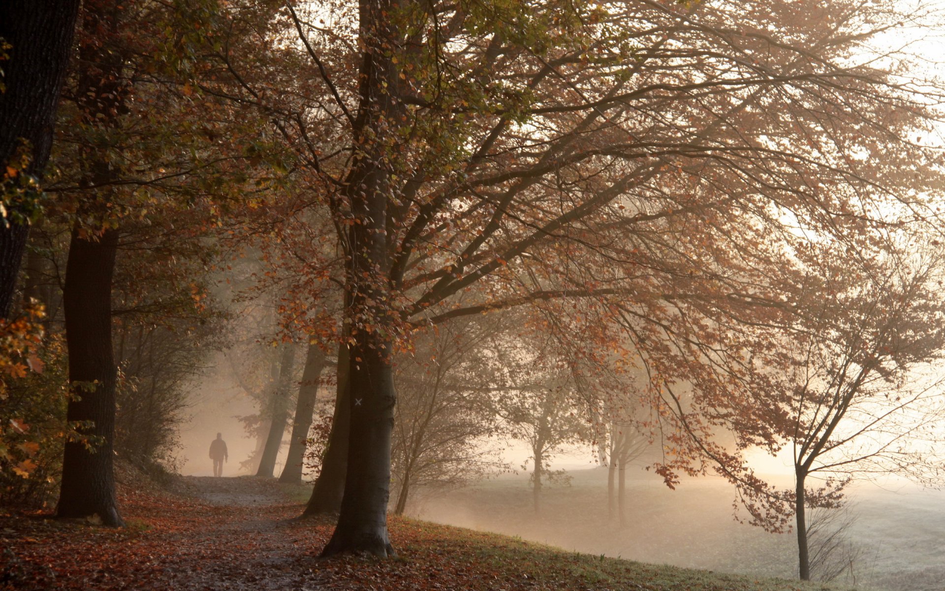 parc brouillard automne