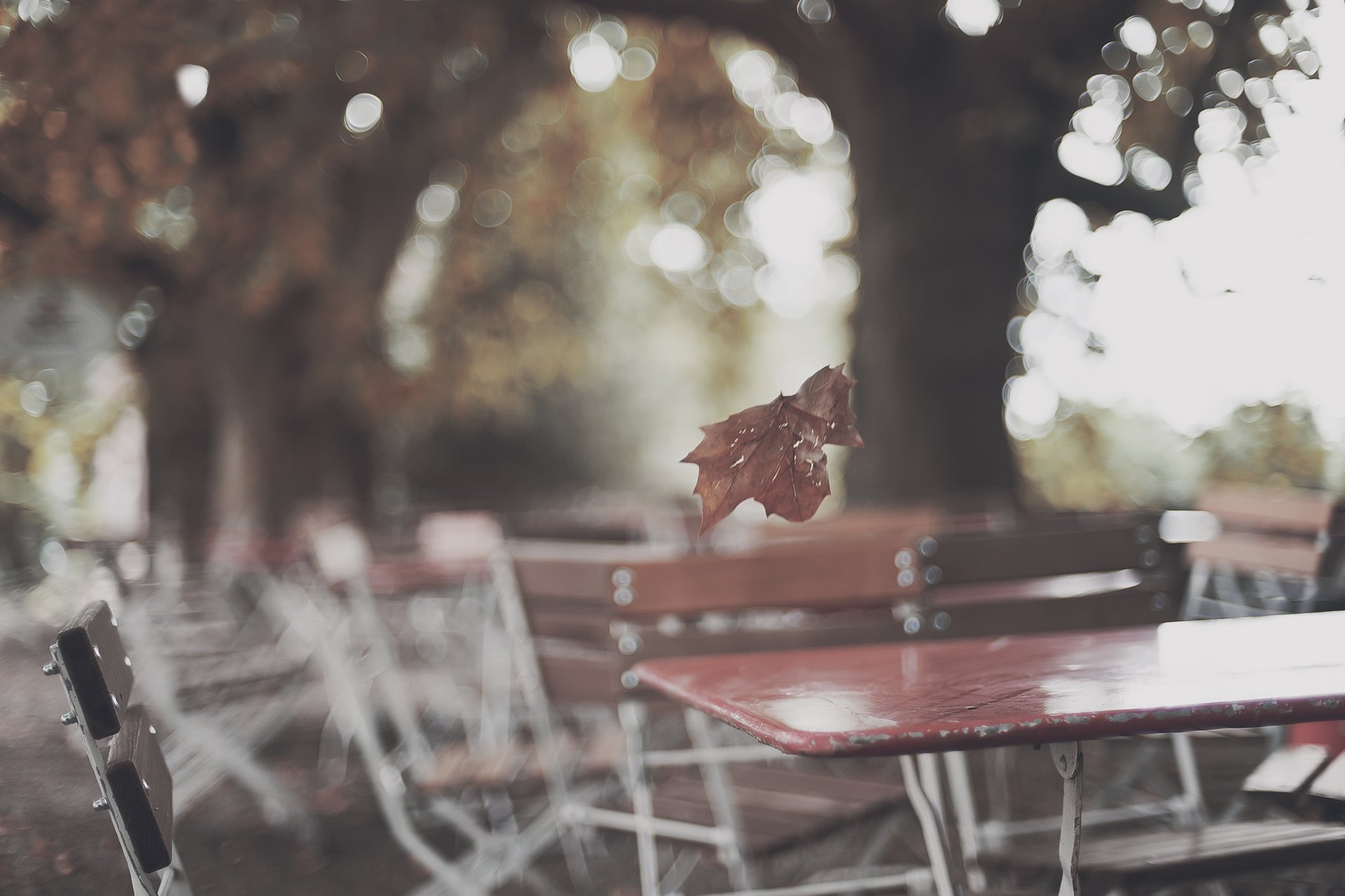 herbst park café tische blatt blendung baum