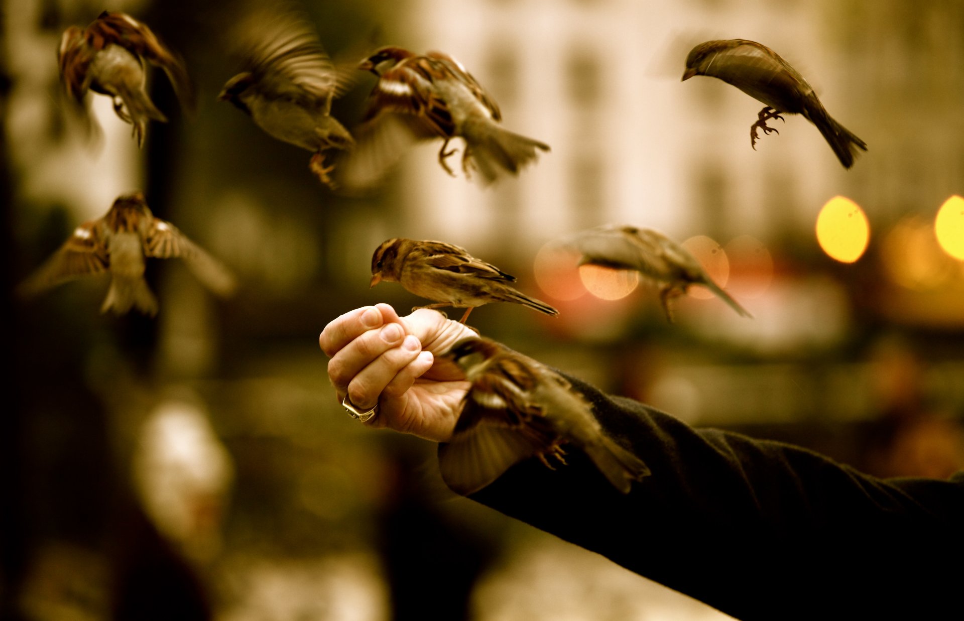 hand spatzen füttert futtermittel vogel hintergrundbilder