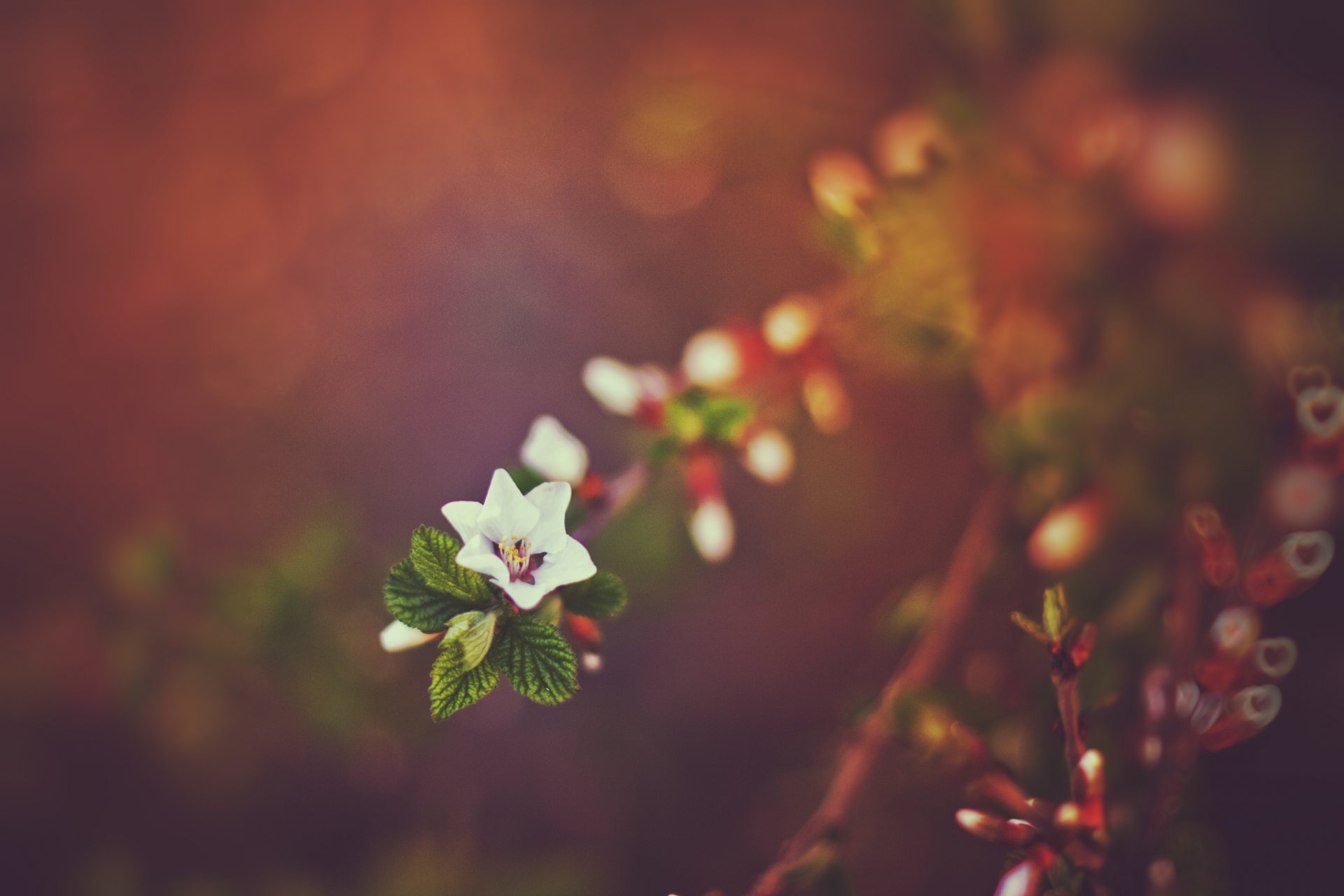 printemps nature bokeh coucher de soleil brindilles