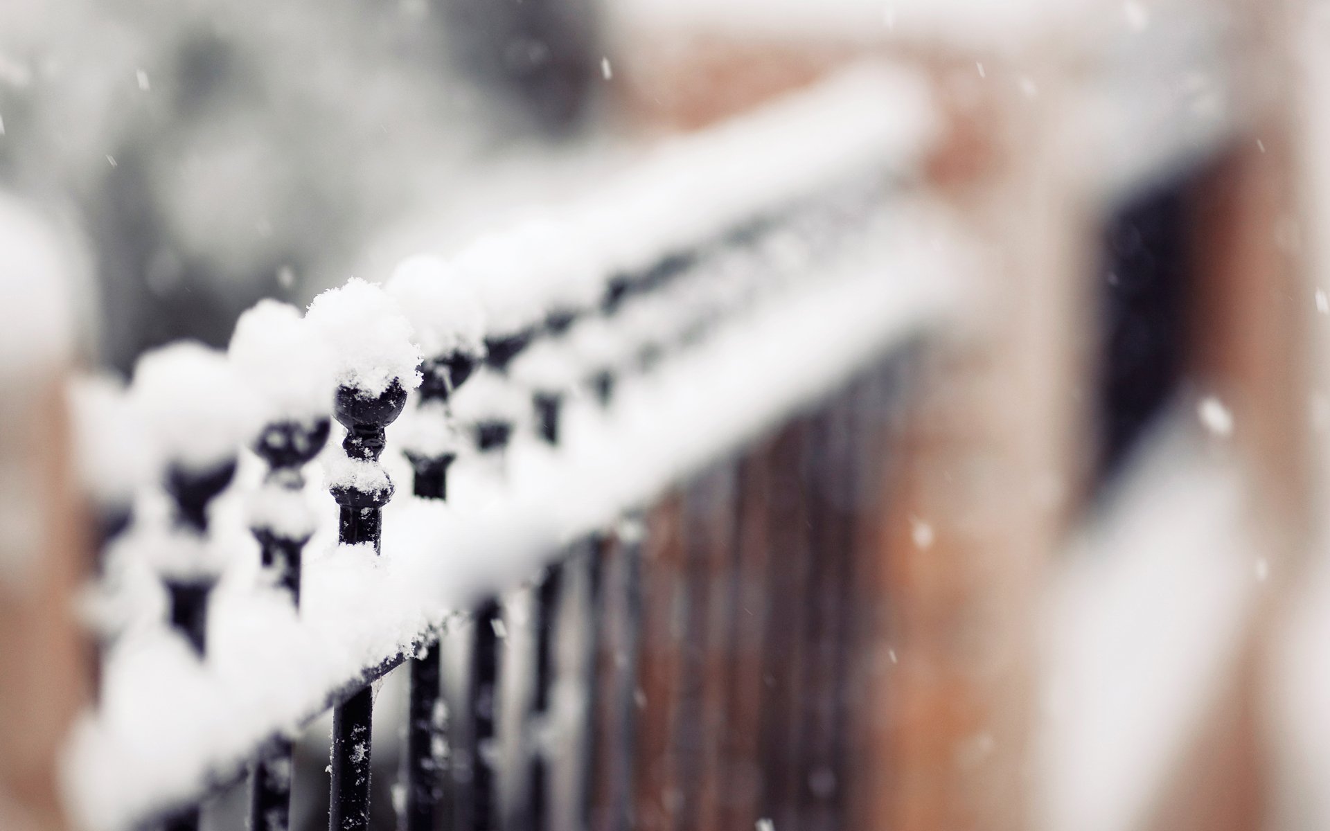 fence hedge winter snow focus snowflakes nature