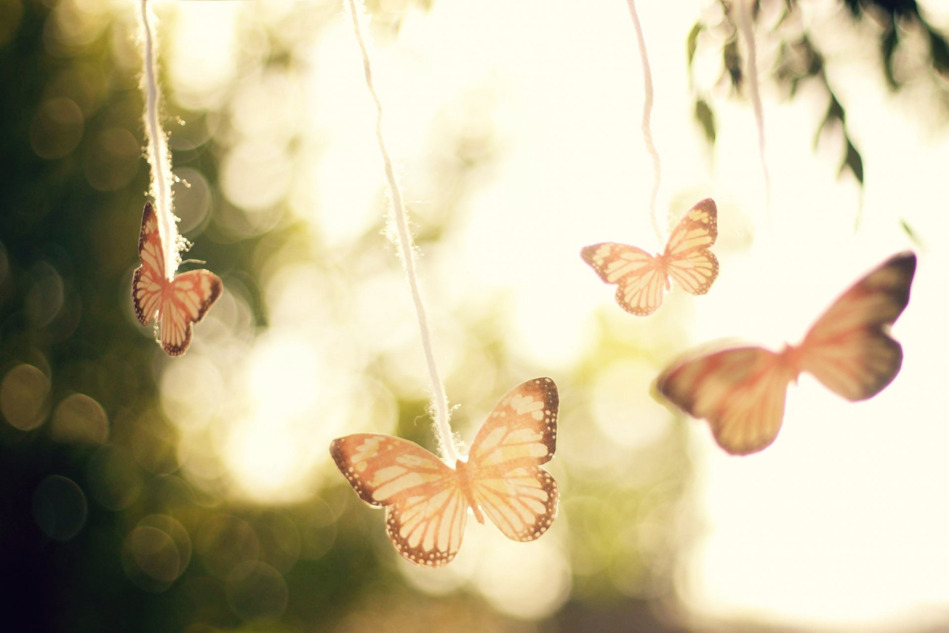 butterfly sky background reflections tree light air wind mood close up