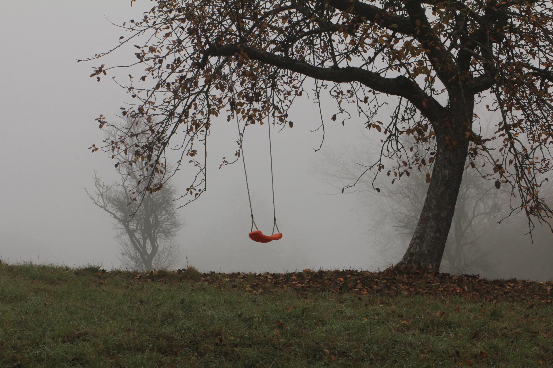 autunno alberi nebbia altalena