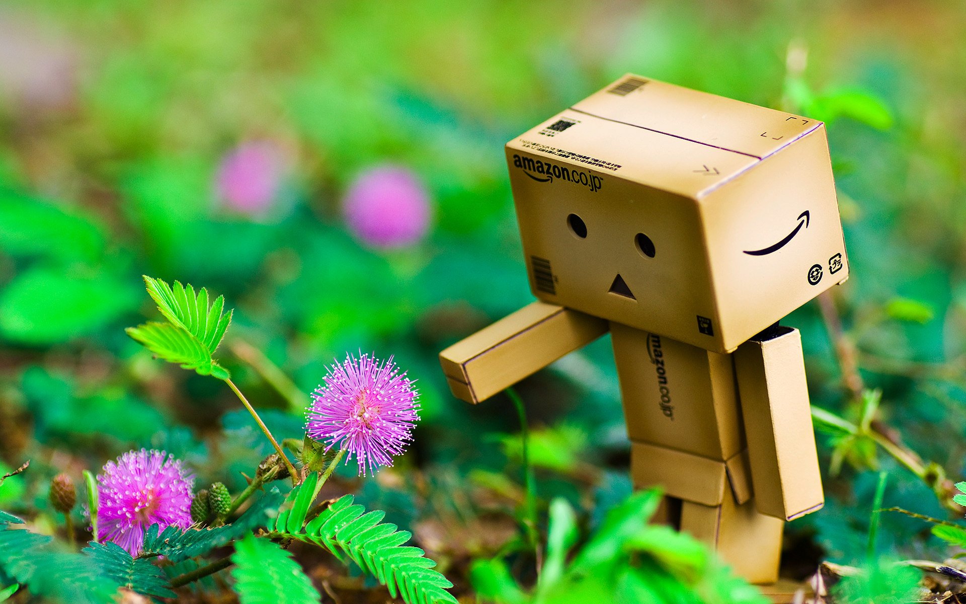 danbo kwiaty ręka