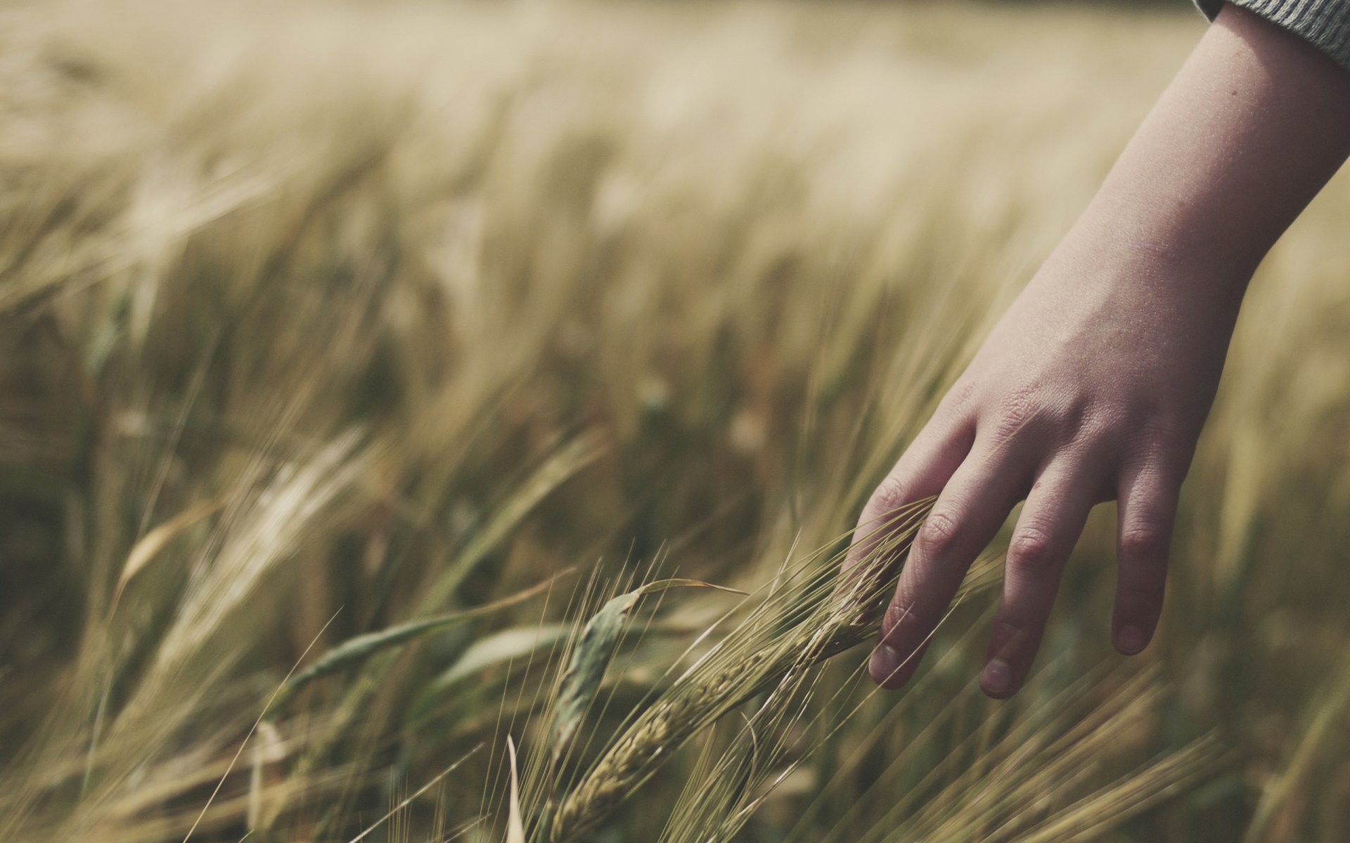 stimmung feld gras weizen hand hände ährchen ährchen ährchen mädchen mädchen