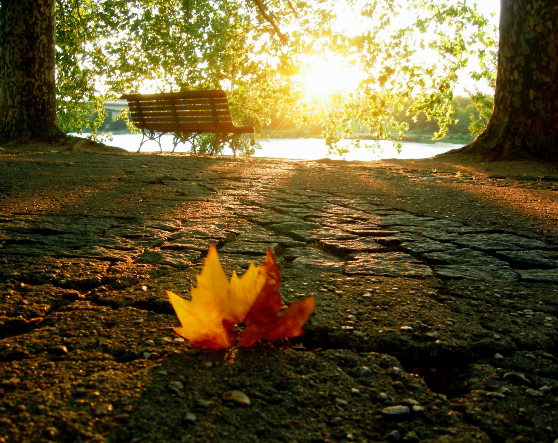 automne feuille banc lumière