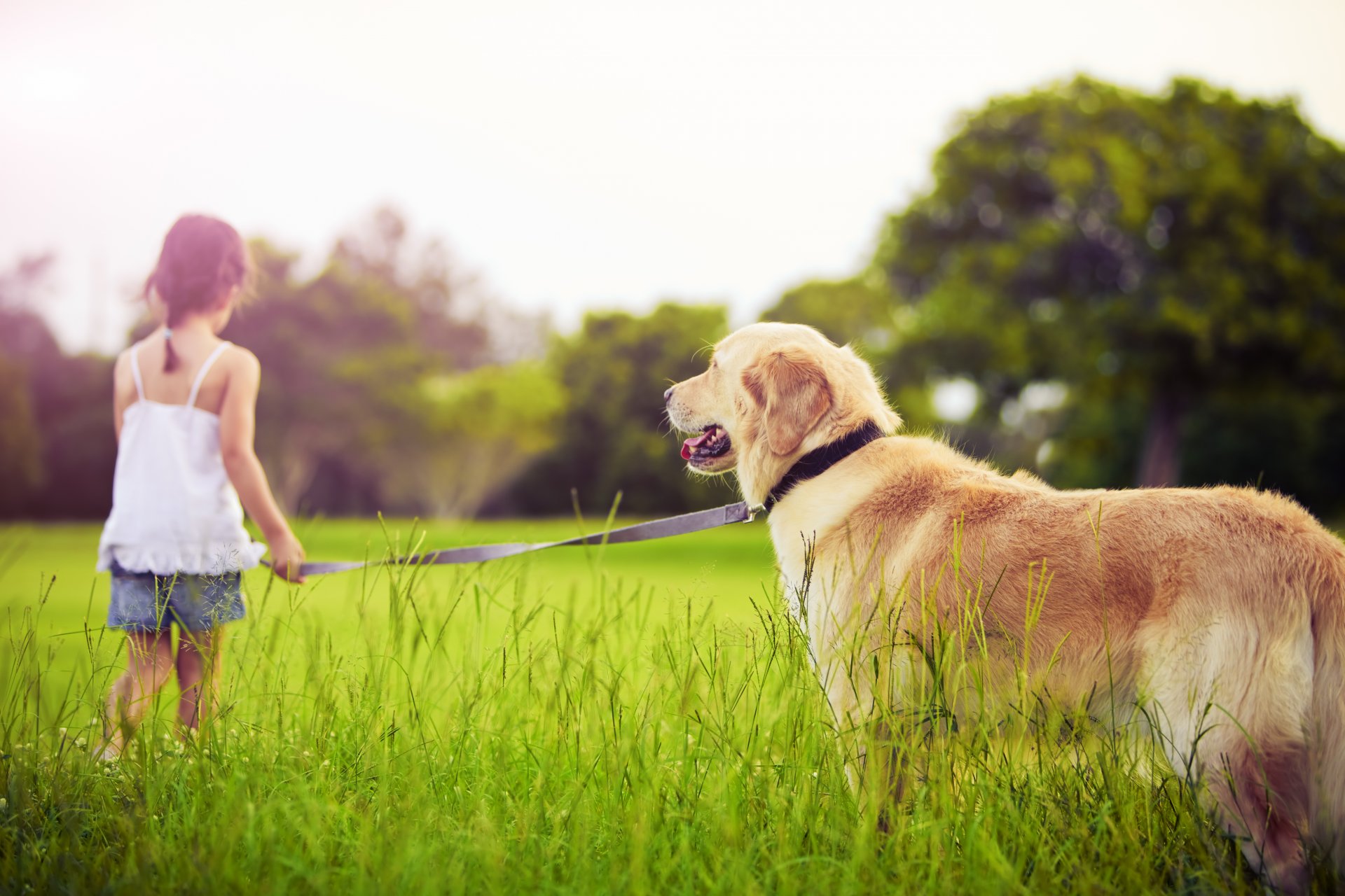 triste petite fille tristesse chien animal herbe arbres ghildre enfant enfance fille triste chiens animaux domestiques enfants