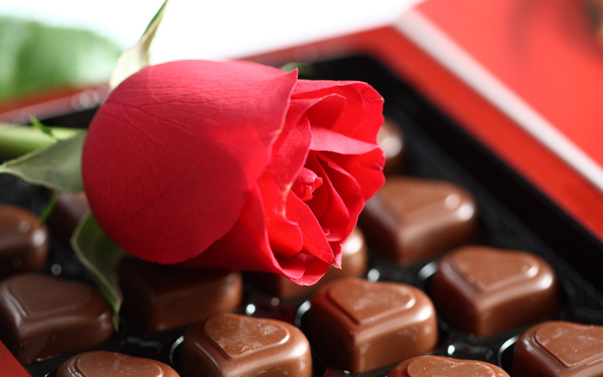 humeur sentiments romance amour fleur rose rouge chocolat bonbons délicatesse dessert douceur coeurs macro macro rose