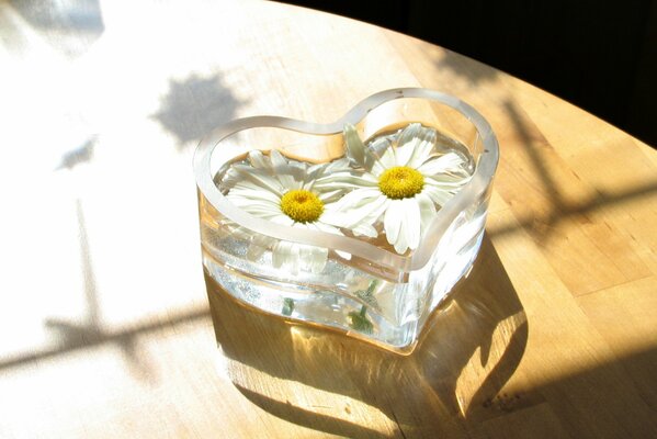 Deux marguerites dans un vase en verre en forme de coeur