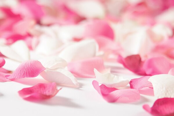 Pink rose petals of love