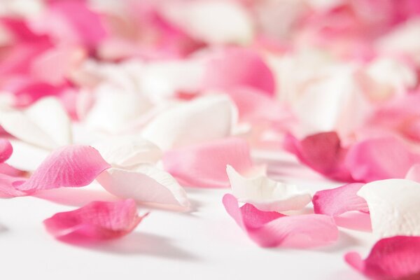 Różowe płatki róż miłości
