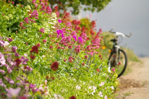 Fahrrad in die Freiheit geworfen