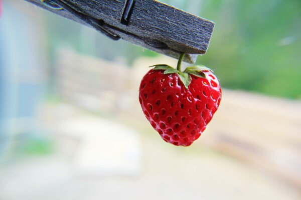 La fragola sulla molletta piace all occhio