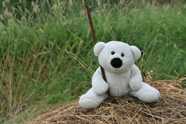 Marcher avec un ours blanc sur l herbe des prairies