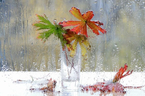 Leaves in a glass on the table outside the rainy window