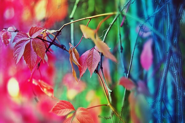 Colorful autumn leaves