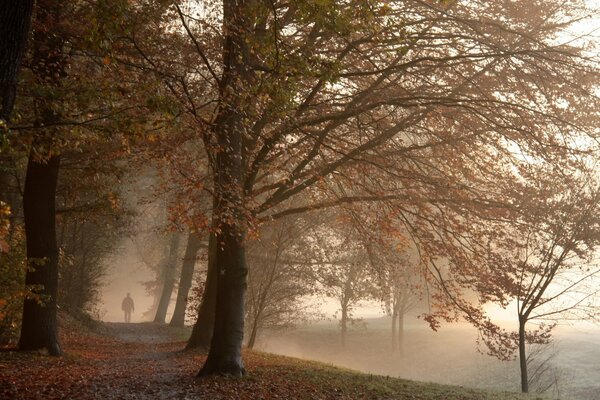 La niebla de la mañana en el parque de otoño y la silueta visible de un hombre solitario caminando por el camino