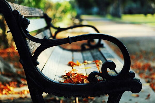 Banco del parque contra las hojas de otoño