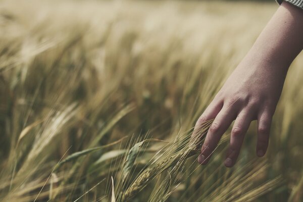 Field grasses and ears, bright mood