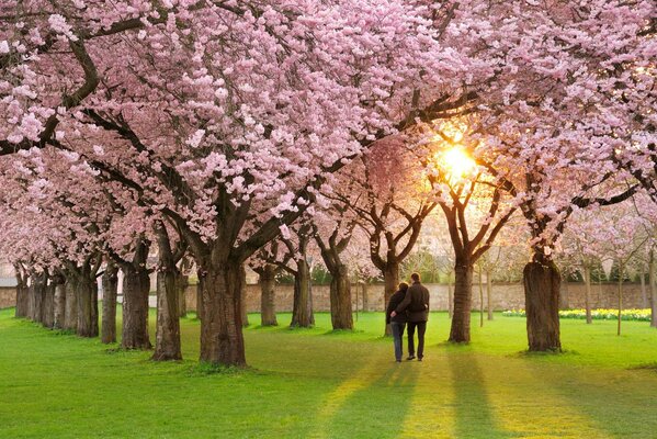 Umore primavera, bella natura in fiore passeggiate coppia . vicolo con alberi in fiore paradiso per gli amanti