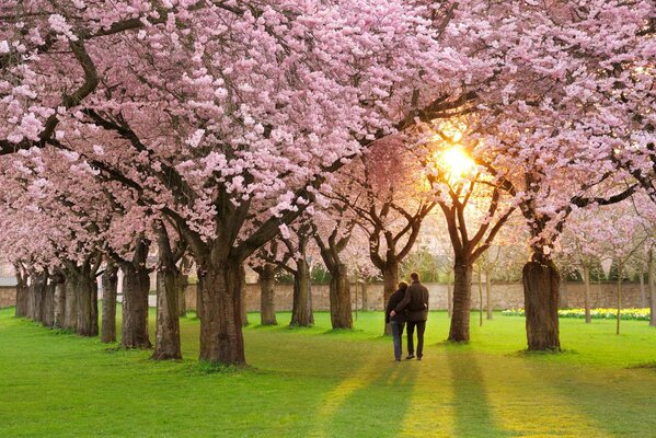 Nastrój jest wiosna, piękna kwitnąca Przyroda spaceruje para . aleja z kwitnącymi drzewami raj dla zakochanych