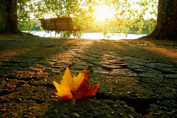 Bank im Herbstpark