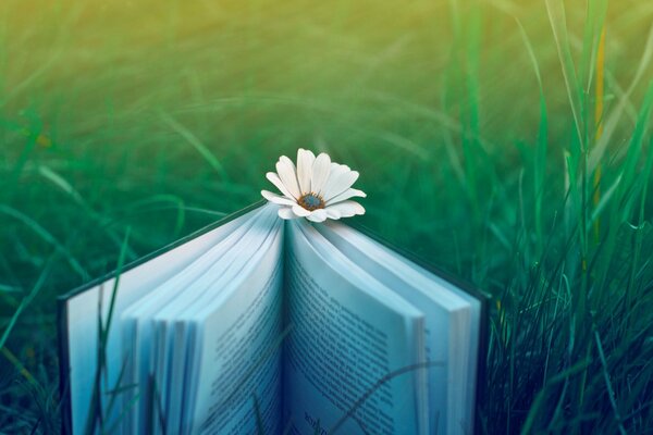 Otwarta książka na trawie z rumiankiem