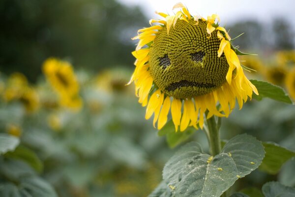 The sad sunflower in the field is lonely