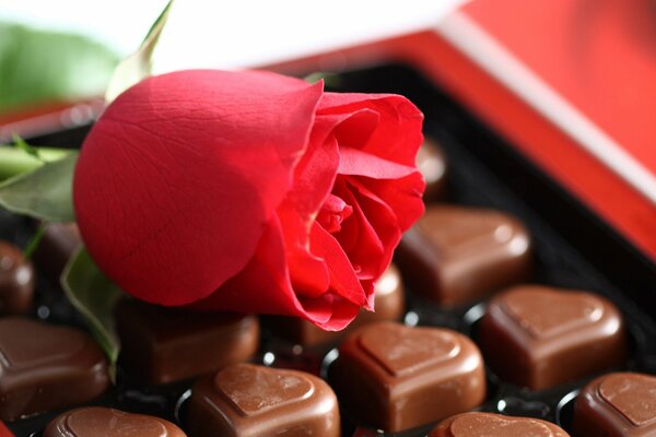 Red rose and chocolate in the form of hearts